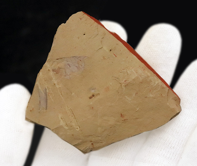 半円の殻が明瞭に保存！先端の突起までも！カンブリア紀に生息していた