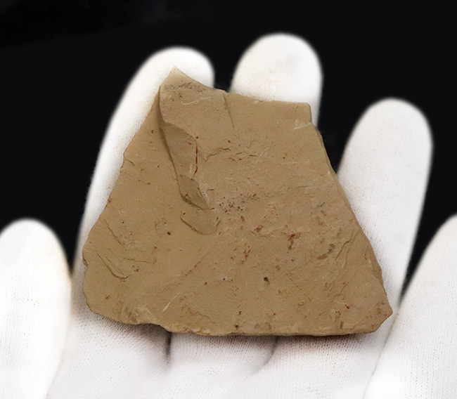 半円の殻が明瞭に保存！先端の突起までも！カンブリア紀に生息していた