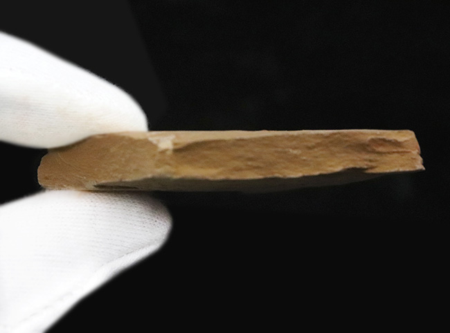 半円の殻が明瞭に保存!先端の突起までも!カンブリア紀に生息していた、謎多き節足動物、イソキシス(Isoxys curvirostratus)の上質化石(その7)