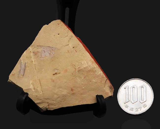 半円の殻が明瞭に保存！先端の突起までも！カンブリア紀に生息し