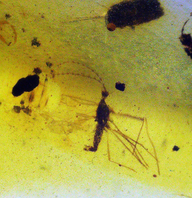 美しいハニーカラー！恐竜時代の虫を内包した太古の琥珀、バーマイト（Burmite）（その1）