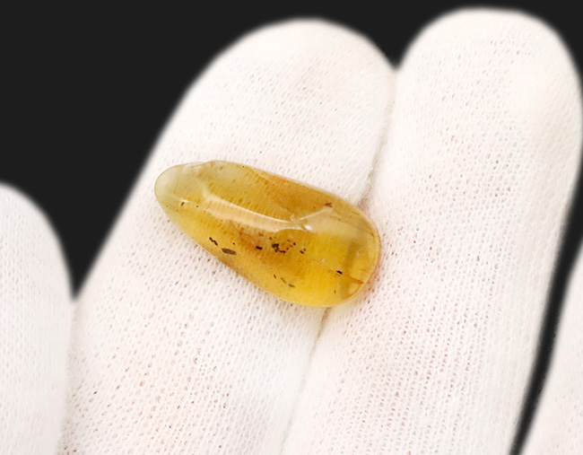 美しいハニーカラー！恐竜時代の虫を内包した太古の琥珀、バーマイト（Burmite）（その4）