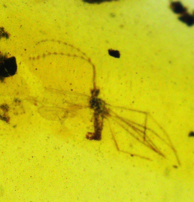 美しいハニーカラー！恐竜時代の虫を内包した太古の琥珀、バーマイト（Burmite）（その5）