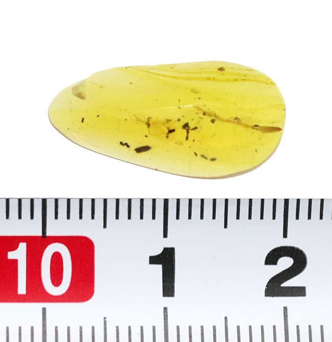 美しいハニーカラー！恐竜時代の虫を内包した太古の琥珀、バーマイト（Burmite）（その6）