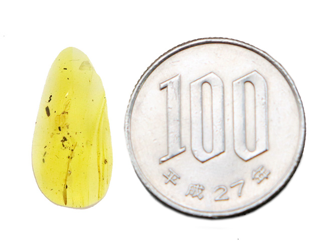 美しいハニーカラー！恐竜時代の虫を内包した太古の琥珀、バーマイト（Burmite）（その7）