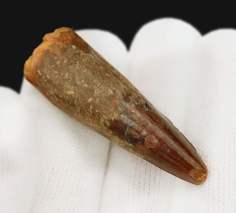 先端に艶やかなエナメル質が残る、美フォルムのスピノサウルス（Spinosaurus）歯化石（4.3cm）（その2）