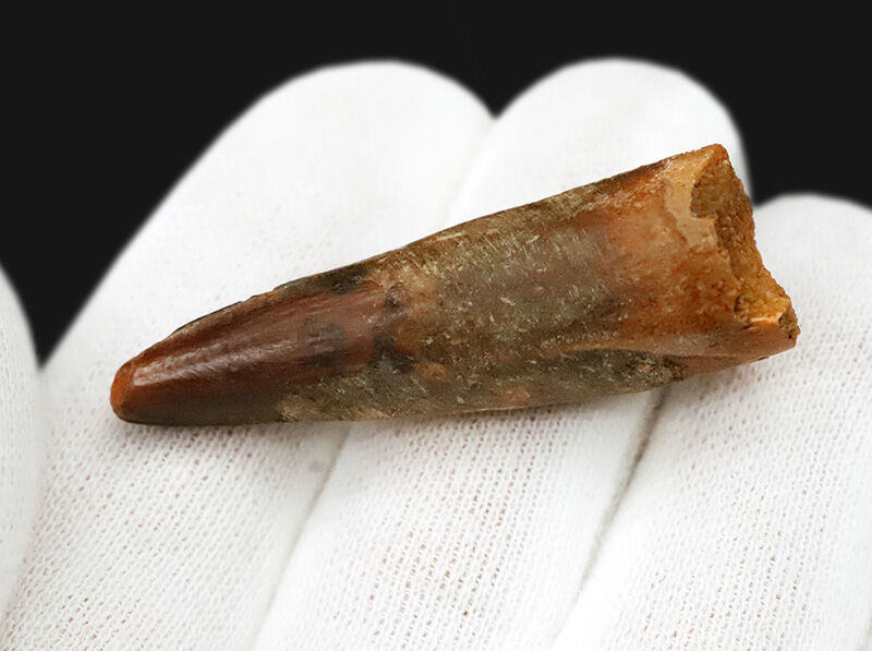 先端に艶やかなエナメル質が残る、美フォルムのスピノサウルス（Spinosaurus）歯化石（4.3cm）（その3）