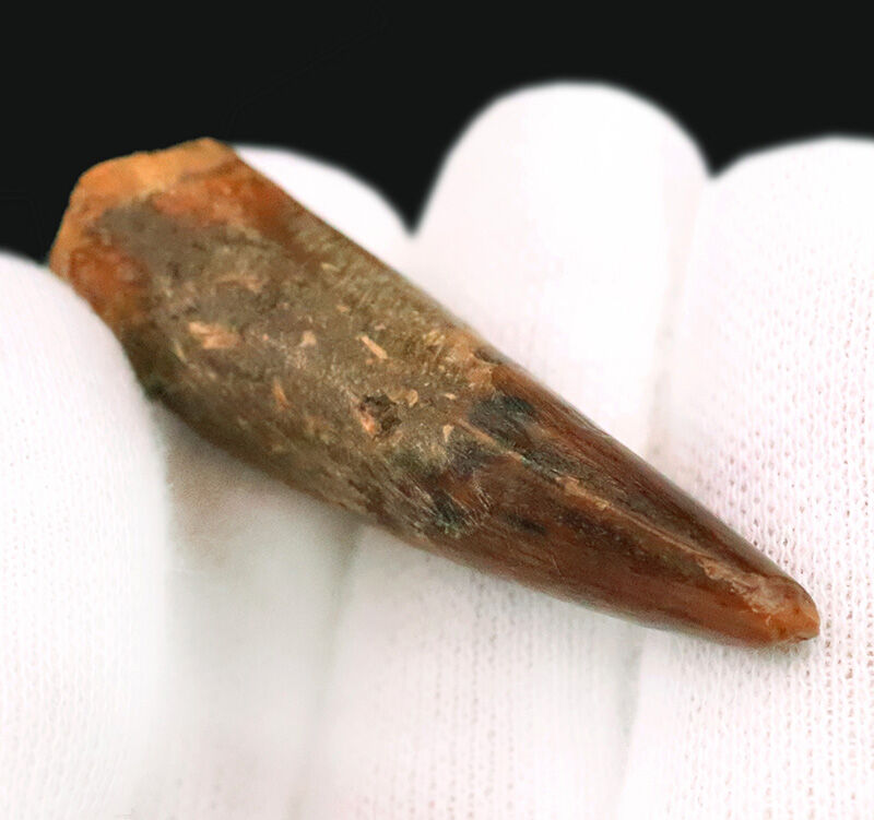 先端に艶やかなエナメル質が残る、美フォルムのスピノサウルス（Spinosaurus）歯化石（4.3cm）（その4）