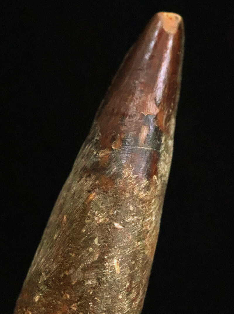 先端に艶やかなエナメル質が残る、美フォルムのスピノサウルス（Spinosaurus）歯化石（4.3cm）（その5）