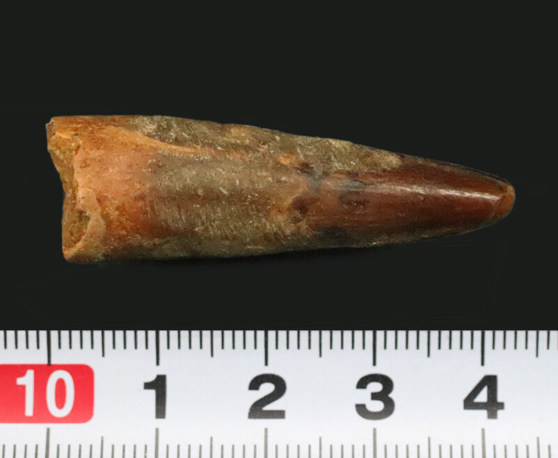 先端に艶やかなエナメル質が残る、美フォルムのスピノサウルス（Spinosaurus）歯化石（4.3cm）（その7）
