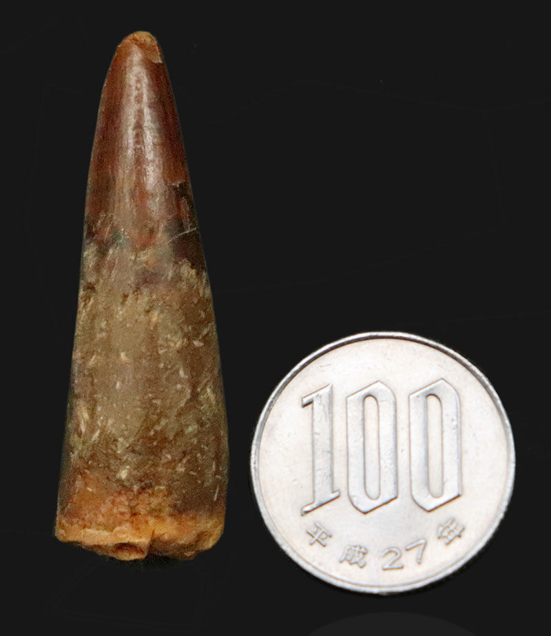 先端に艶やかなエナメル質が残る、美フォルムのスピノサウルス（Spinosaurus）歯化石（4.3cm）（その8）