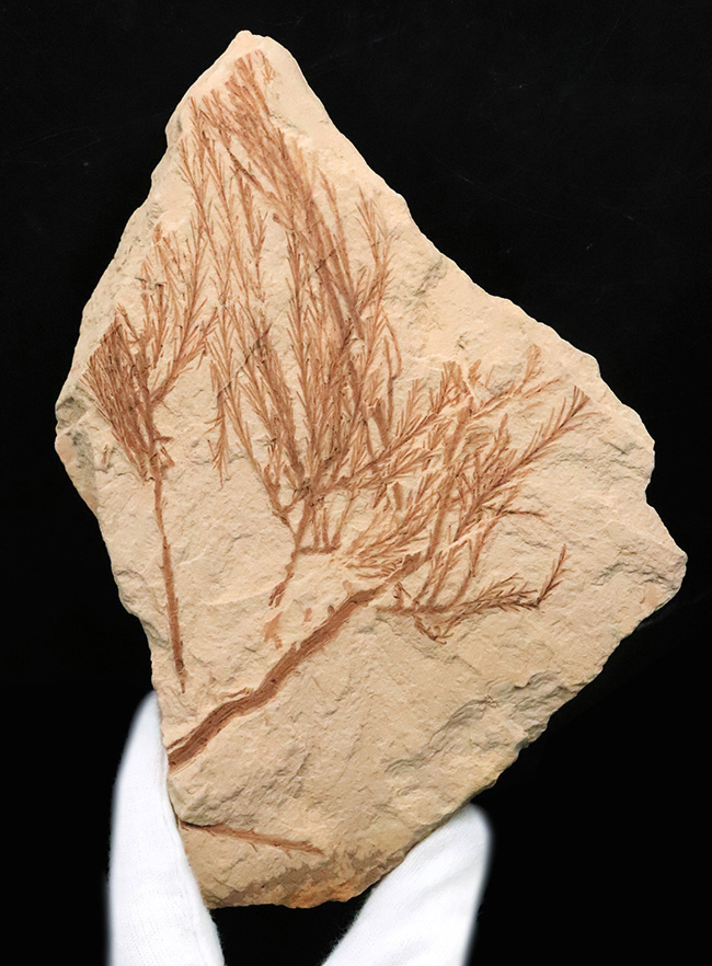 約2000万年前、日本が“温暖な森”だった時代の記憶……秋田県 阿仁町 露熊で採集された中新世・針葉樹の枝葉化石（その1）