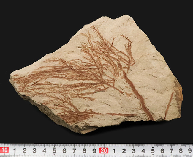 約2000万年前、日本が“温暖な森”だった時代の記憶……秋田県 阿仁町 露熊で採集された中新世・針葉樹の枝葉化石（その10）