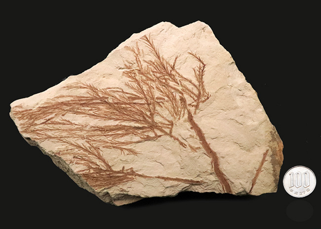 約2000万年前、日本が“温暖な森”だった時代の記憶……秋田県 阿仁町 露熊で採集された中新世・針葉樹の枝葉化石（その11）