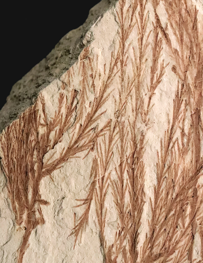 約2000万年前、日本が“温暖な森”だった時代の記憶……秋田県 阿仁町 露熊で採集された中新世・針葉樹の枝葉化石（その2）