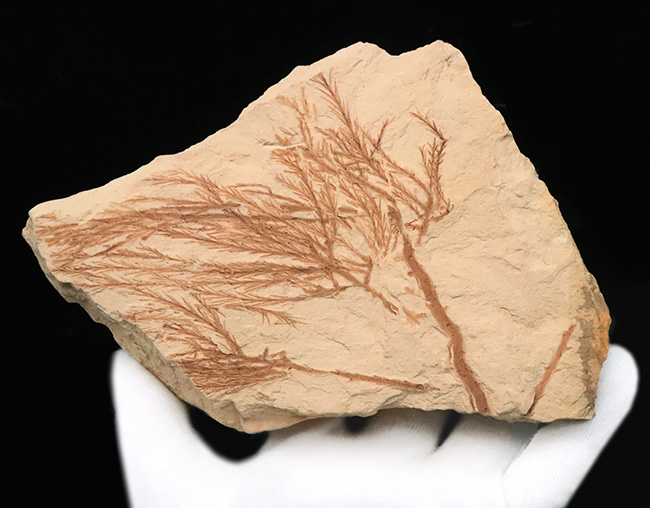 約2000万年前、日本が“温暖な森”だった時代の記憶……秋田県 阿仁町 露熊で採集された中新世・針葉樹の枝葉化石（その3）