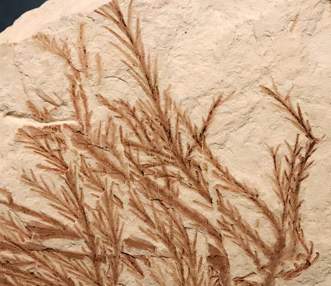 約2000万年前、日本が“温暖な森”だった時代の記憶……秋田県 阿仁町 露熊で採集された中新世・針葉樹の枝葉化石（その4）