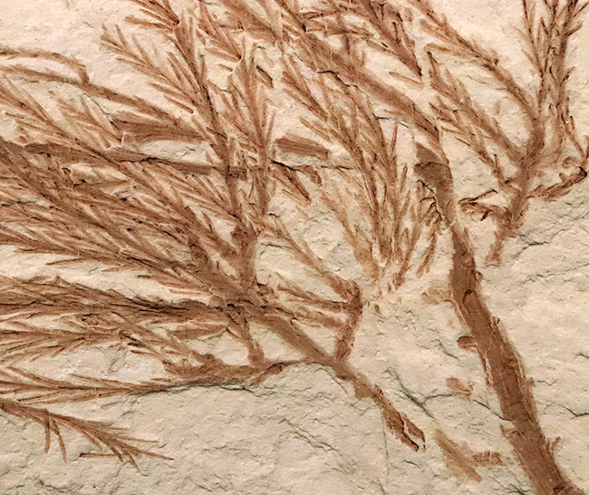 約2000万年前、日本が“温暖な森”だった時代の記憶……秋田県 阿仁町 露熊で採集された中新世・針葉樹の枝葉化石（その5）