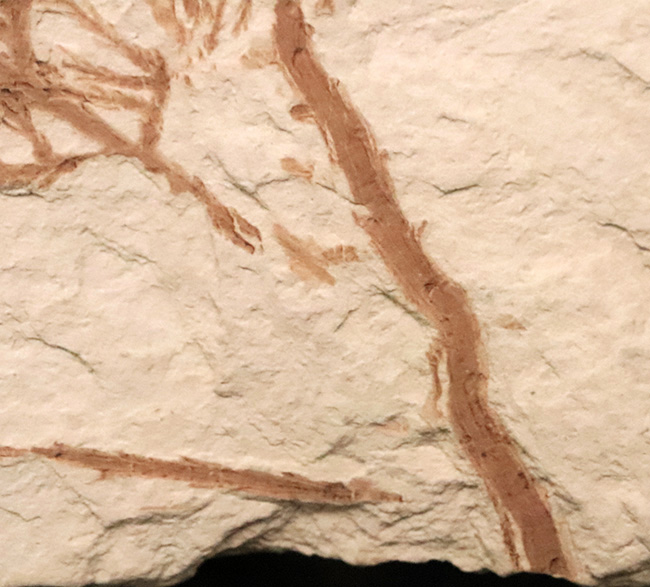 約2000万年前、日本が“温暖な森”だった時代の記憶……秋田県 阿仁町 露熊で採集された中新世・針葉樹の枝葉化石（その6）