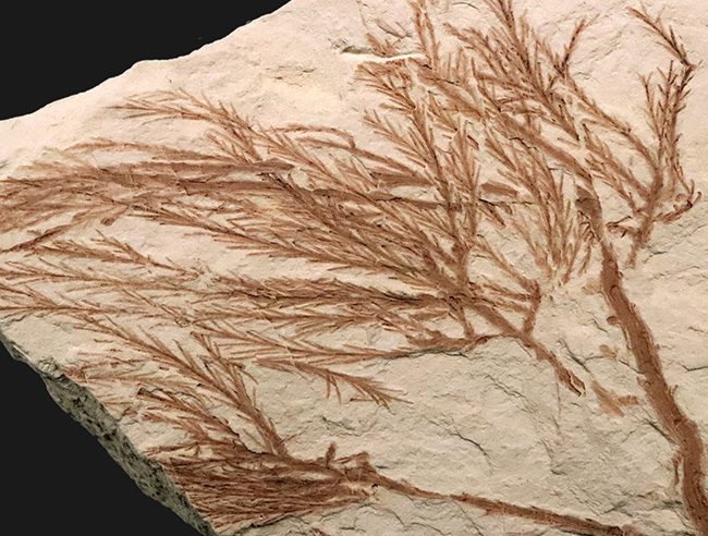 約2000万年前、日本が“温暖な森”だった時代の記憶……秋田県 阿仁町 露熊で採集された中新世・針葉樹の枝葉化石（その7）