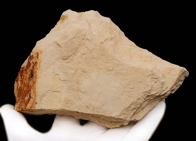 約2000万年前、日本が“温暖な森”だった時代の記憶……秋田県 阿仁町 露熊で採集された中新世・針葉樹の枝葉化石（その8）