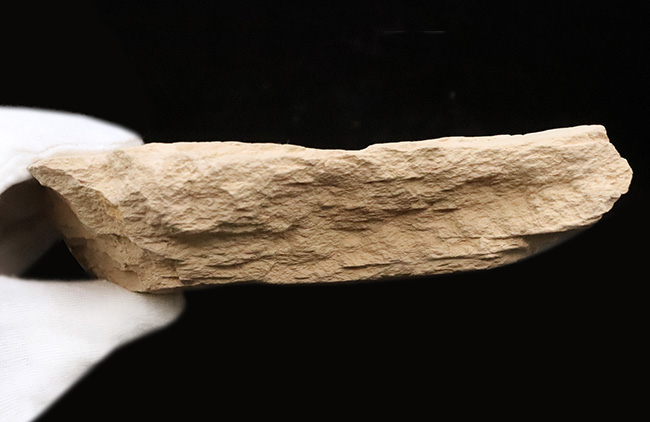 約2000万年前、日本が“温暖な森”だった時代の記憶……秋田県 阿仁町 露熊で採集された中新世・針葉樹の枝葉化石（その9）