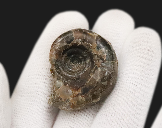 白亜紀最後期のアンモナイトの一つ、北海道産のゴードリセラス（Gaudryceras）の化石（その3）