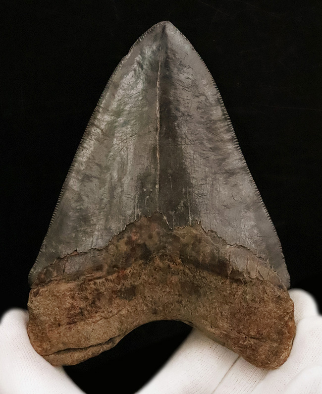 輪郭の美しさ、精緻な保存状態、渋い光沢をまとったエナメル質、圧倒的なサイズ、そして何よりも驚異の“極厚”……。次元の違う存在感を放つ、一級コレクション。メガロドン（Otodus megalodon）の巨大歯化石（その1）