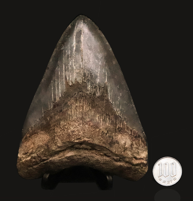 輪郭の美しさ、精緻な保存状態、渋い光沢をまとったエナメル質、圧倒的なサイズ、そして何よりも驚異の“極厚”……。次元の違う存在感を放つ、一級コレクション。メガロドン（Otodus megalodon）の巨大歯化石（その10）