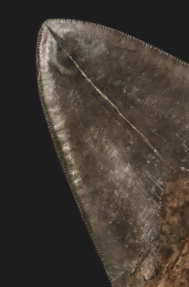 輪郭の美しさ、精緻な保存状態、渋い光沢をまとったエナメル質、圧倒的なサイズ、そして何よりも驚異の“極厚”……。次元の違う存在感を放つ、一級コレクション。メガロドン（Otodus megalodon）の巨大歯化石（その2）