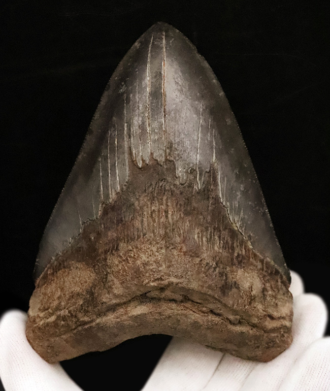 輪郭の美しさ、精緻な保存状態、渋い光沢をまとったエナメル質、圧倒的なサイズ、そして何よりも驚異の“極厚”……。次元の違う存在感を放つ、一級コレクション。メガロドン（Otodus megalodon）の巨大歯化石（その3）