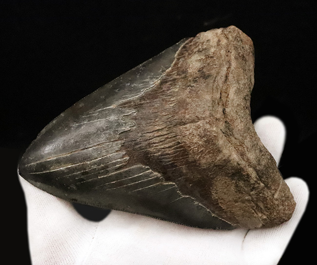 輪郭の美しさ、精緻な保存状態、渋い光沢をまとったエナメル質、圧倒的なサイズ、そして何よりも驚異の“極厚”……。次元の違う存在感を放つ、一級コレクション。メガロドン（Otodus megalodon）の巨大歯化石（その4）