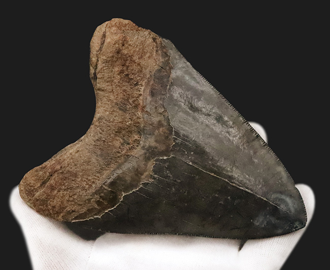 輪郭の美しさ、精緻な保存状態、渋い光沢をまとったエナメル質、圧倒的なサイズ、そして何よりも驚異の“極厚”……。次元の違う存在感を放つ、一級コレクション。メガロドン（Otodus megalodon）の巨大歯化石（その5）