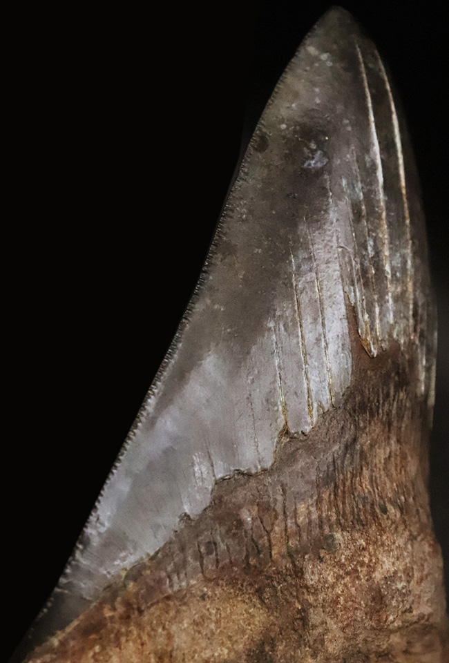 輪郭の美しさ、精緻な保存状態、渋い光沢をまとったエナメル質、圧倒的なサイズ、そして何よりも驚異の“極厚”……。次元の違う存在感を放つ、一級コレクション。メガロドン（Otodus megalodon）の巨大歯化石（その6）