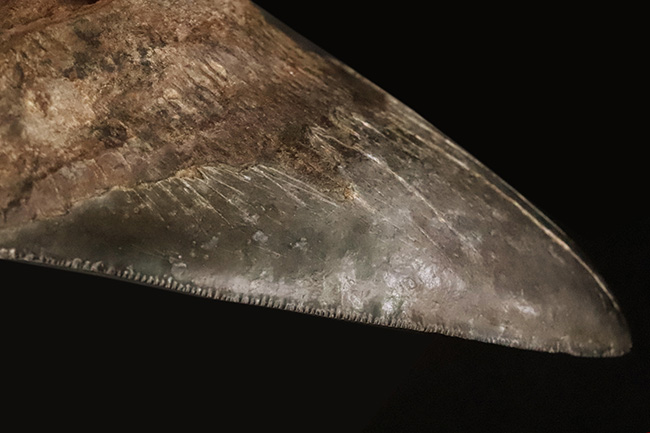 輪郭の美しさ、精緻な保存状態、渋い光沢をまとったエナメル質、圧倒的なサイズ、そして何よりも驚異の“極厚”……。次元の違う存在感を放つ、一級コレクション。メガロドン（Otodus megalodon）の巨大歯化石（その7）