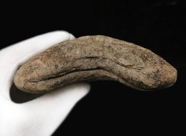 輪郭の美しさ、精緻な保存状態、渋い光沢をまとったエナメル質、圧倒的なサイズ、そして何よりも驚異の“極厚”……。次元の違う存在感を放つ、一級コレクション。メガロドン（Otodus megalodon）の巨大歯化石（その8）