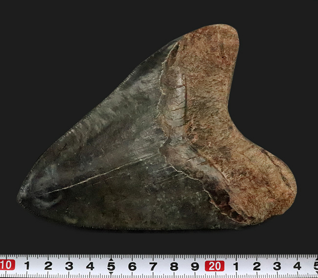 輪郭の美しさ、精緻な保存状態、渋い光沢をまとったエナメル質、圧倒的なサイズ、そして何よりも驚異の“極厚”……。次元の違う存在感を放つ、一級コレクション。メガロドン（Otodus megalodon）の巨大歯化石（その9）