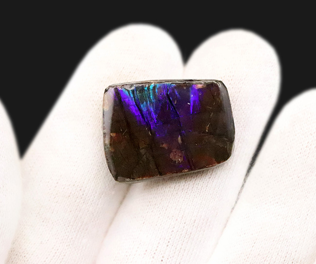 ブルー＆バイオレット、希少な寒色系の色を呈する、神秘的なアンモライト（Ammolite）のピース（その2）