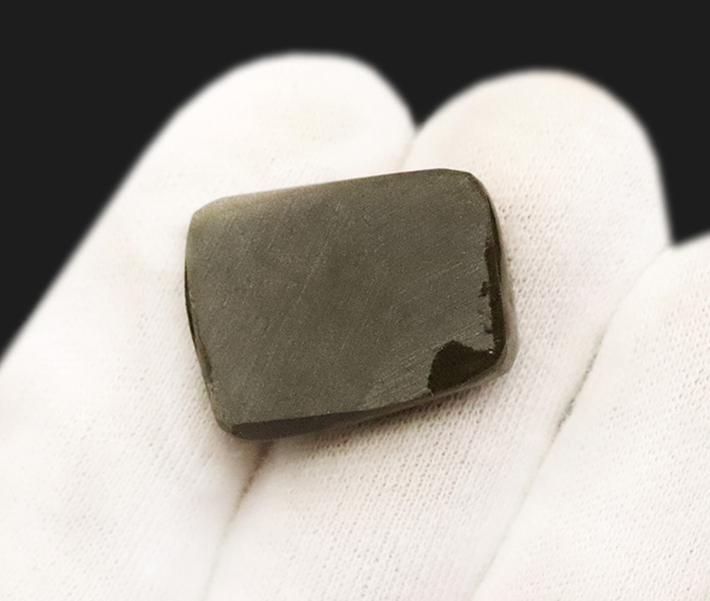 ブルー＆バイオレット、希少な寒色系の色を呈する、神秘的なアンモライト（Ammolite）のピース（その4）