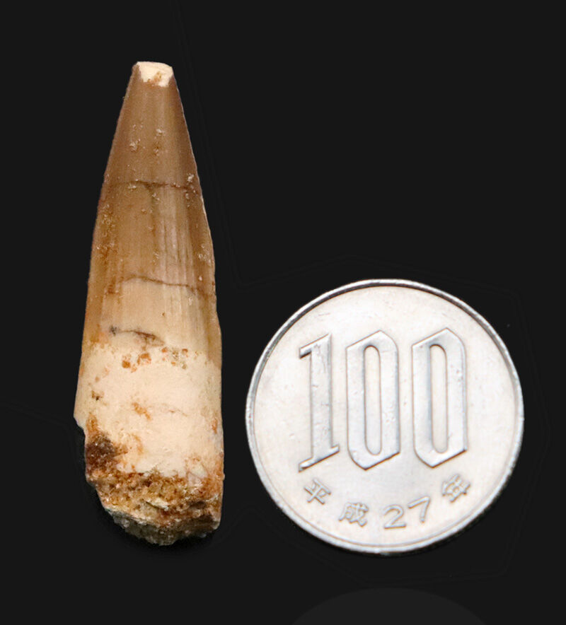 光を浴びて浮かび上がる、天然エナメル質のしっとりとした輝き…スピノサウルス（Spinosaurus）の歯化石（その7）