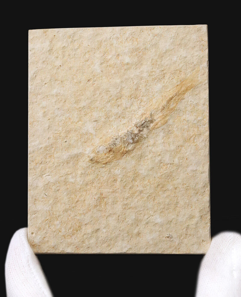 まるで天然の絵画。美しく整形された石のキャンバスに浮かぶジュラ紀の魚類化石…ドイツ・ゾルンホーフェン産、レプトレピデス・スプラッティフォルミス（Leptolepides sprattiformis）の全身化石（その1）