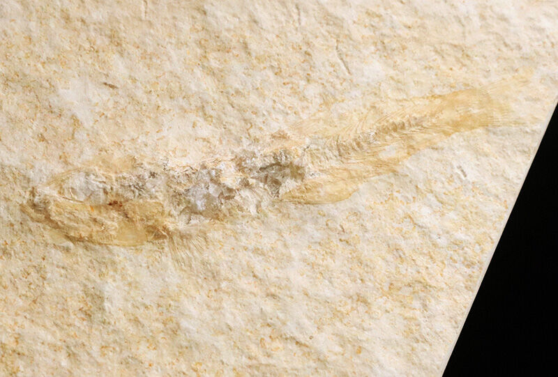 まるで天然の絵画。美しく整形された石のキャンバスに浮かぶジュラ紀の魚類化石…ドイツ・ゾルンホーフェン産、レプトレピデス・スプラッティフォルミス（Leptolepides sprattiformis）の全身化石（その2）