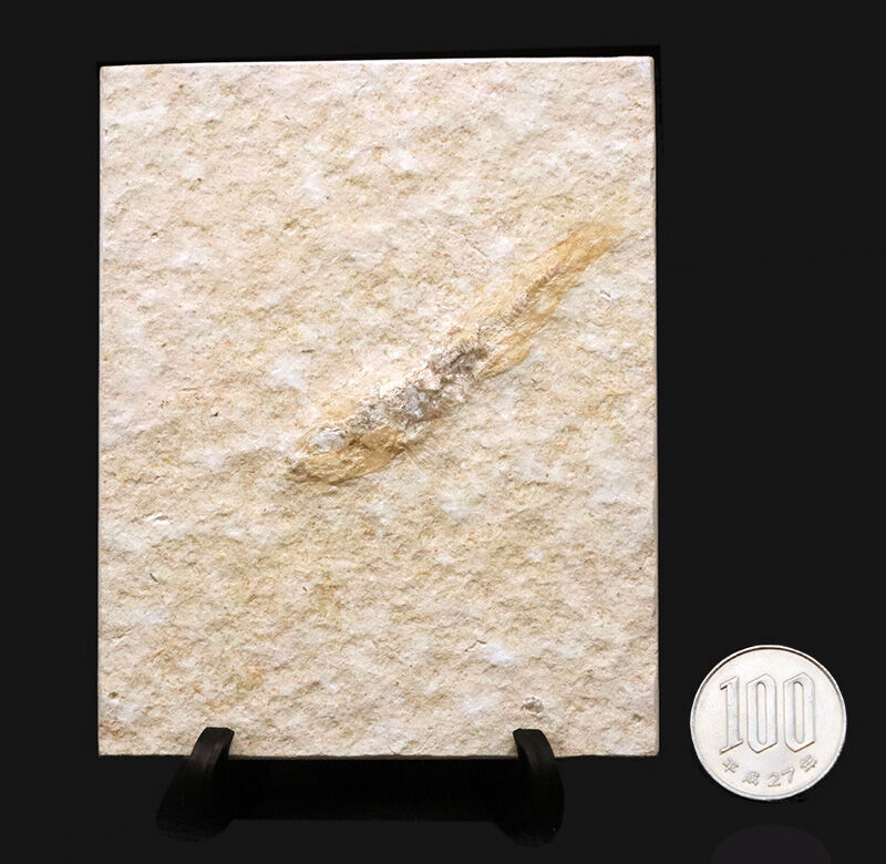 まるで天然の絵画。美しく整形された石のキャンバスに浮かぶジュラ紀の魚類化石…ドイツ・ゾルンホーフェン産、レプトレピデス・スプラッティフォルミス（Leptolepides sprattiformis）の全身化石（その7）