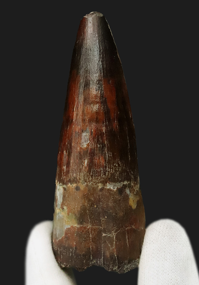 長さ、厚み、保存状態が好条件で揃った、コレクショングレードのスピノサウルス（Spinosaurus）の歯化石（その1）