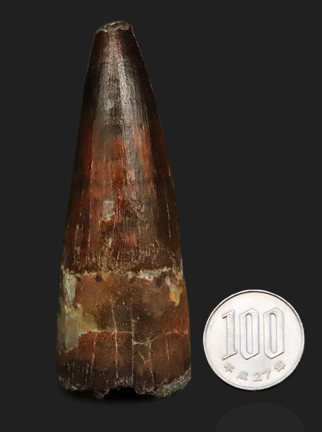 長さ、厚み、保存状態が好条件で揃った、コレクショングレードのスピノサウルス（Spinosaurus）の歯化石（その10）