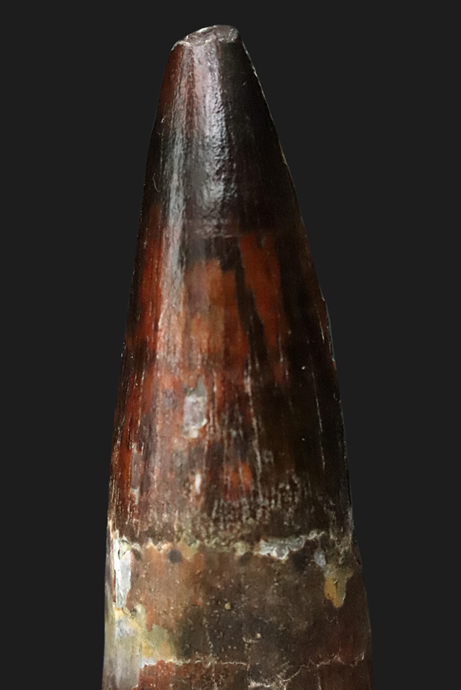 長さ、厚み、保存状態が好条件で揃った、コレクショングレードのスピノサウルス（Spinosaurus）の歯化石（その2）