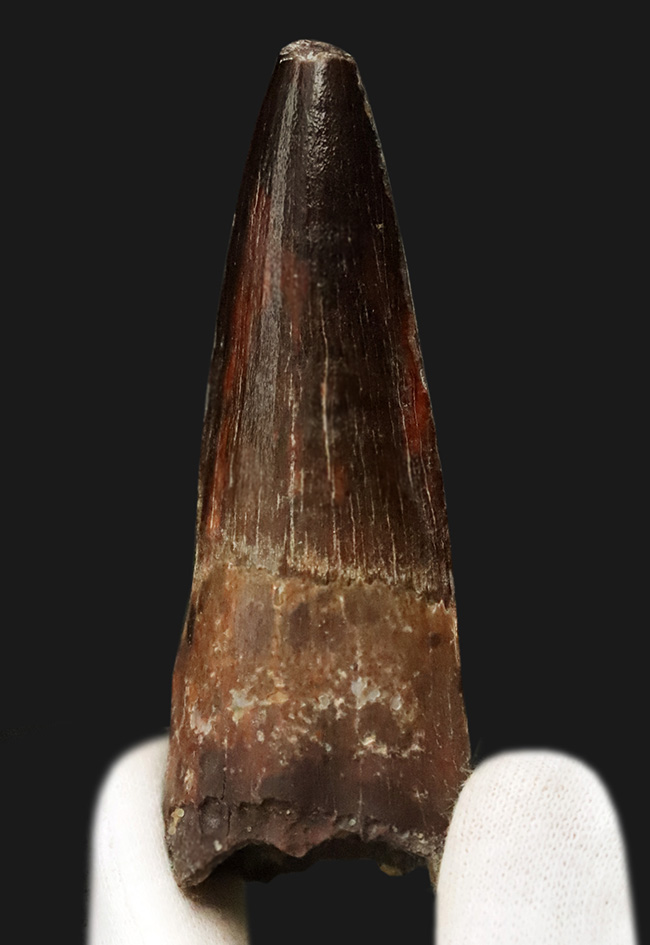 長さ、厚み、保存状態が好条件で揃った、コレクショングレードのスピノサウルス（Spinosaurus）の歯化石（その3）