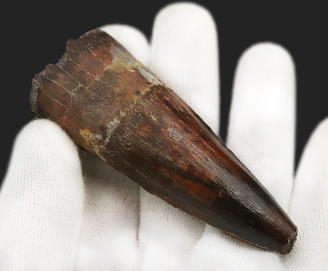 長さ、厚み、保存状態が好条件で揃った、コレクショングレードのスピノサウルス（Spinosaurus）の歯化石（その4）