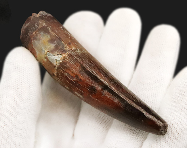 長さ、厚み、保存状態が好条件で揃った、コレクショングレードのスピノサウルス（Spinosaurus）の歯化石（その5）