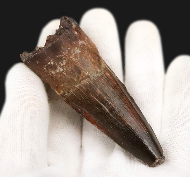 長さ、厚み、保存状態が好条件で揃った、コレクショングレードのスピノサウルス（Spinosaurus）の歯化石（その6）